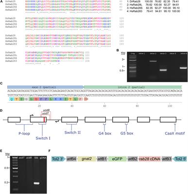 Genetic Deletion of Zebrafish Rab28 Causes Defective Outer Segment Shedding, but Not Retinal Degeneration